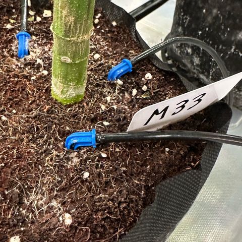 Misc x (LA Kush x Zkittles) #33 19.08g growlog timeline photo