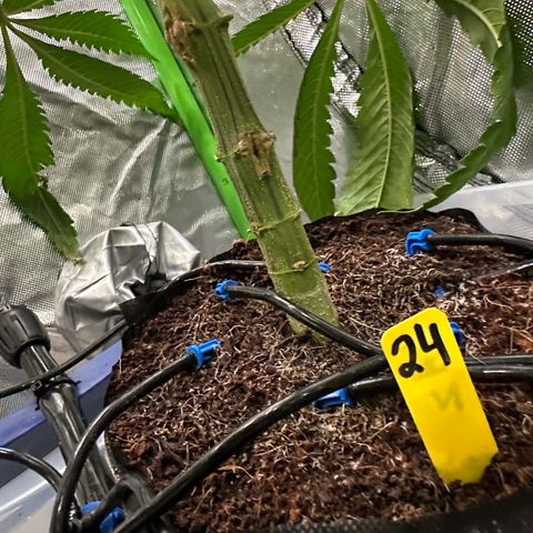 CxLAZ #24 37.13g growlog timeline photo