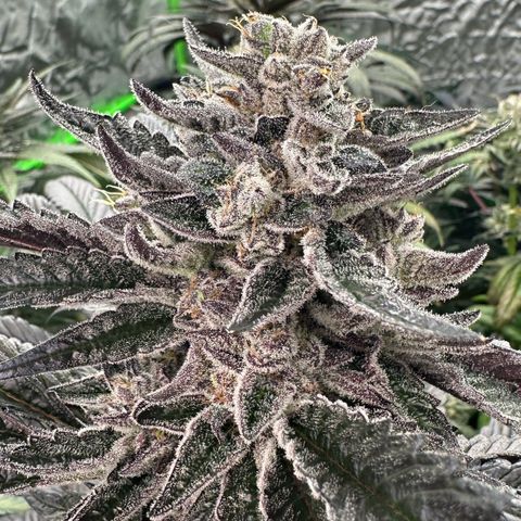 Misc x (LA Kush x Zkittles) #22 34.14g growlog timeline photo