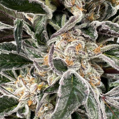 Misc x (LA Kush x Zkittles) #37 42.26g growlog timeline photo