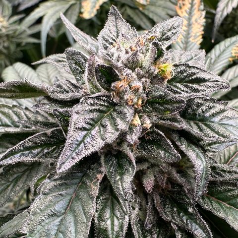 Misc x (LA Kush x Zkittles) #35 28.55g growlog timeline photo