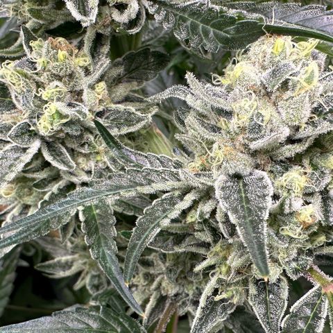 Misc x (LA Kush x Zkittles) #08 growlog timeline photo