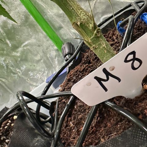 Misc x (LA Kush x Zkittles) #08 growlog timeline photo