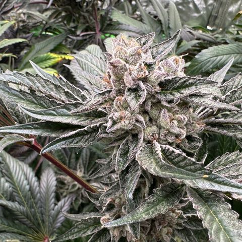 Misc x (LA Kush x Zkittles) #10 growlog timeline photo