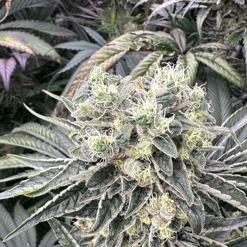 Misc x (LA Kush x Zkittles) #08 growlog timeline photo