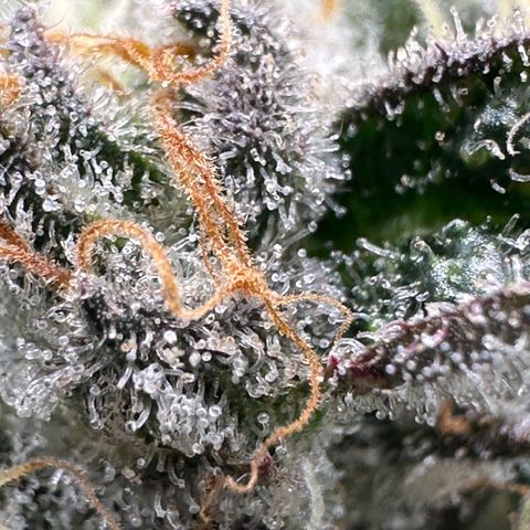 CxLAZ #15 52g growlog timeline photo