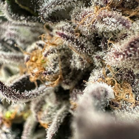 Misc x (LA Kush x Zkittles) #37 42.26g growlog timeline photo