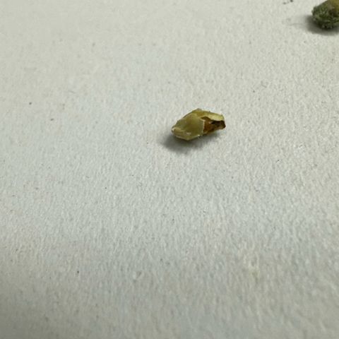 Misc x (LA Kush x Zkittles) #35 28.55g growlog photo: 2nd premature seed. Lost 1st