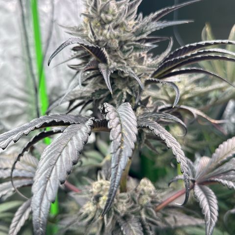 CxLAZ #16 50.72g growlog timeline photo