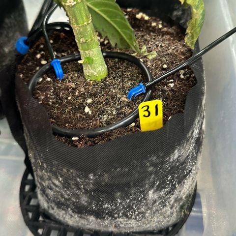 CxLAZ #31 58.75g growlog timeline photo