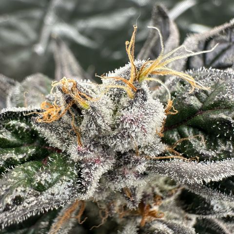 CxLAZ #03 45.52g growlog timeline photo