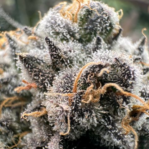 CxLAZ #31 58.75g growlog timeline photo