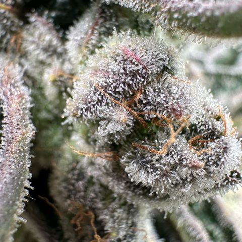 Misc x (LA Kush x Zkittles) #26 60.7g growlog timeline photo