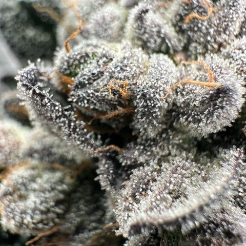 Misc x (LA Kush x Zkittles) #27 33.12g growlog timeline photo