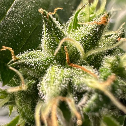 Auto Think Different  #1 growlog timeline photo