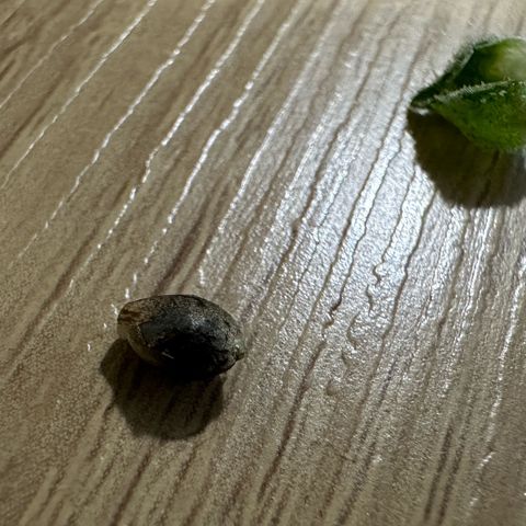 CxLAZ #15 52g growlog photo: First seed