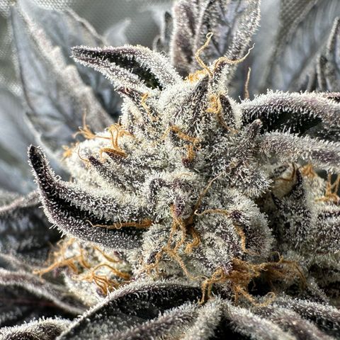 Misc x (LA Kush x Zkittles) #37 42.26g growlog timeline photo
