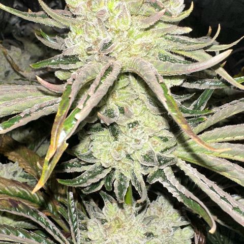 Misc x (LA Kush x Zkittles) #26 60.7g growlog timeline photo