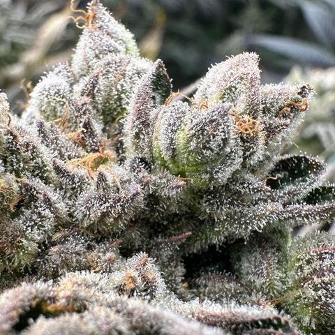 Misc x (LA Kush x Zkittles) #26 60.7g growlog timeline photo
