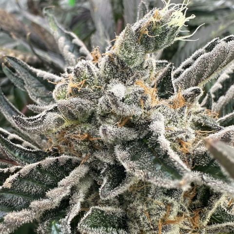 CxLAZ #16 50.72g growlog timeline photo