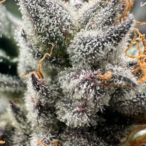 CxLAZ #03 45.52g growlog timeline photo
