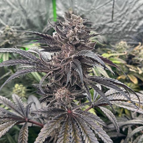 Misc x (LA Kush x Zkittles) #22 34.14g growlog timeline photo