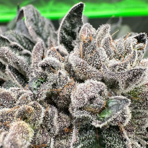 Misc x (LA Kush x Zkittles) #27 33.12g growlog timeline photo
