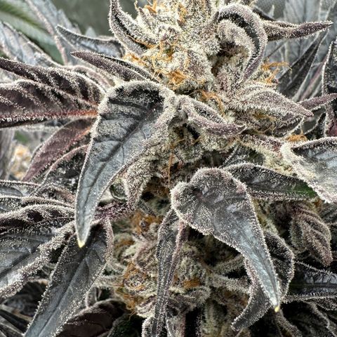 Misc x (LA Kush x Zkittles) #37 42.26g growlog timeline photo
