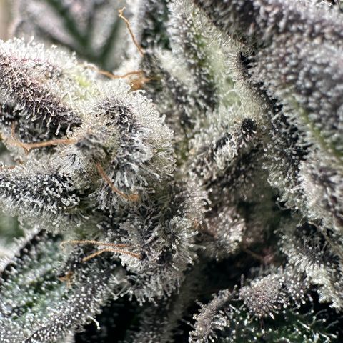 Misc x (LA Kush x Zkittles) #29 25.69g growlog timeline photo