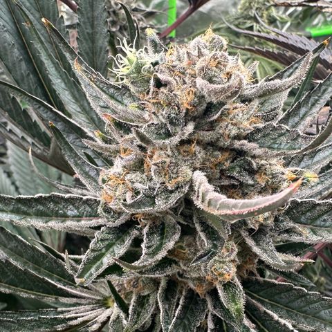 CxLAZ #31 58.75g growlog timeline photo