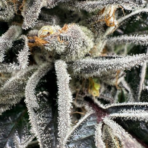 CxLAZ #03 45.52g growlog timeline photo