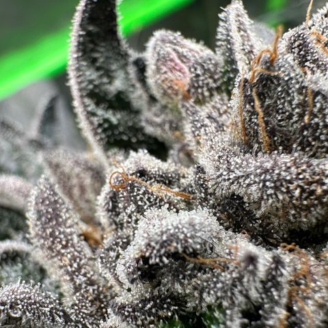 Misc x (LA Kush x Zkittles) #27 33.12g growlog timeline photo