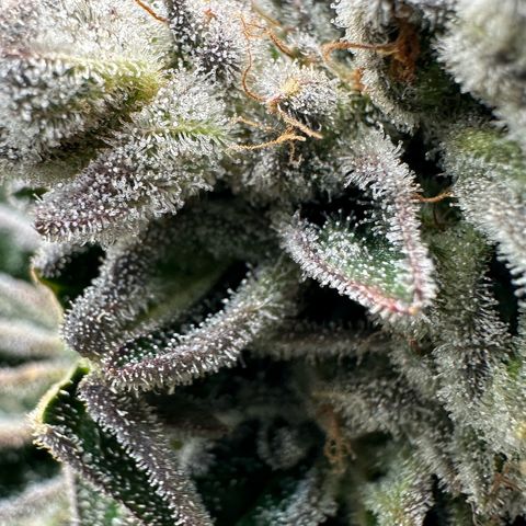 Misc x (LA Kush x Zkittles) #26 60.7g growlog timeline photo