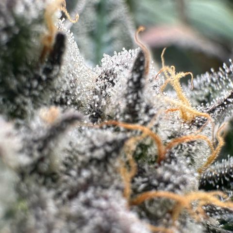 CxLAZ #31 58.75g growlog timeline photo