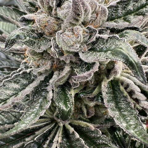 Misc x (LA Kush x Zkittles) #27 33.12g growlog timeline photo