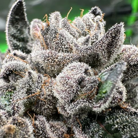 Misc x (LA Kush x Zkittles) #27 33.12g growlog timeline photo