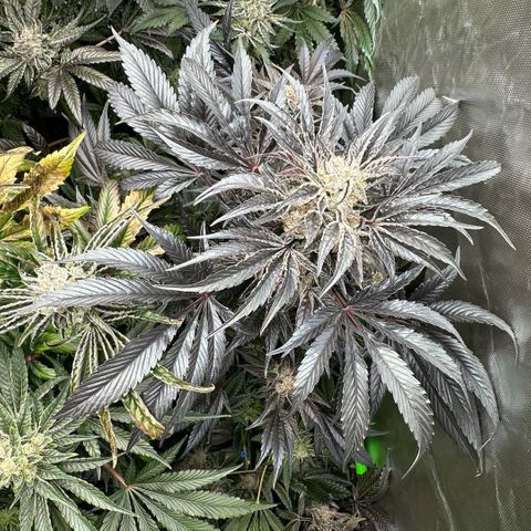 Misc x (LA Kush x Zkittles) #37 42.26g growlog timeline photo