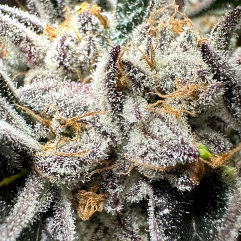 Misc x (LA Kush x Zkittles) #37 42.26g growlog timeline photo