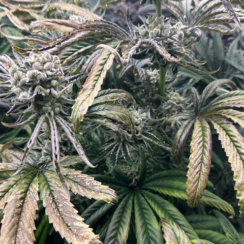 Misc x (LA Kush x Zkittles) #26 60.7g growlog timeline photo