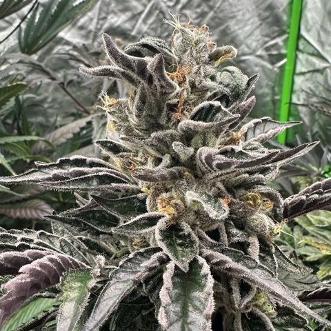 CxLAZ #16 50.72g growlog photo: Possible fox tailing