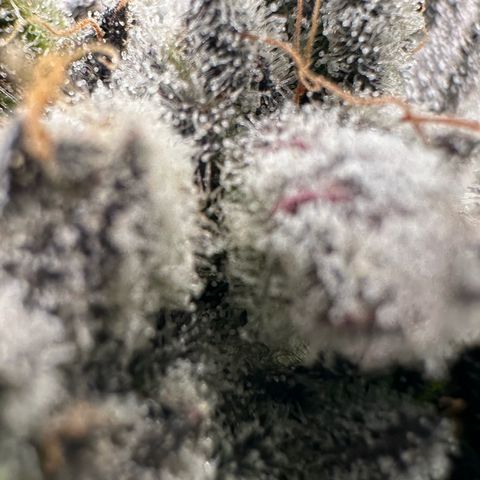 Misc x (LA Kush x Zkittles) #29 25.69g growlog timeline photo