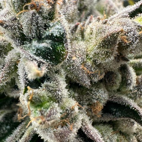 Misc x (LA Kush x Zkittles) #26 60.7g growlog timeline photo