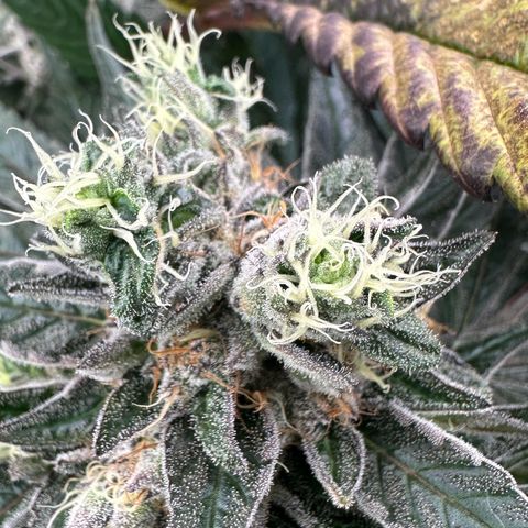 CxLAZ #16 50.72g growlog photo: Possible fox tailing