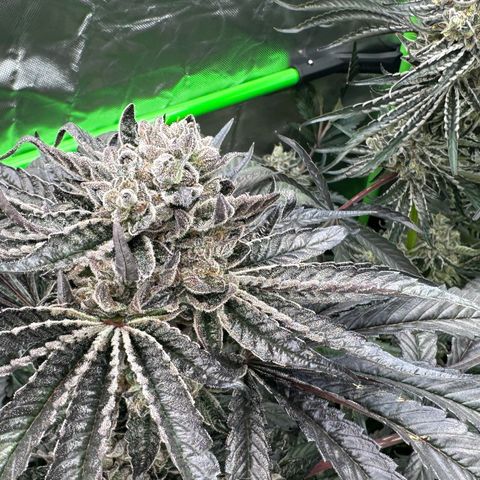 Misc x (LA Kush x Zkittles) #27 33.12g growlog timeline photo