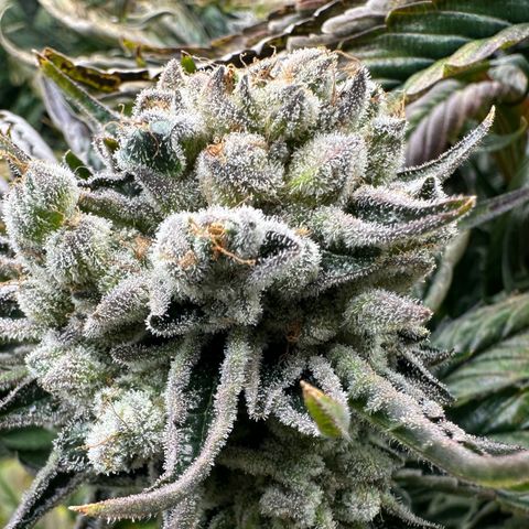 Misc x (LA Kush x Zkittles) #26 60.7g growlog timeline photo