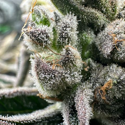 Misc x (LA Kush x Zkittles) #26 60.7g growlog timeline photo