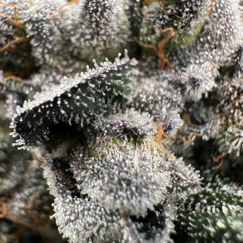 Misc x (LA Kush x Zkittles) #27 33.12g growlog timeline photo
