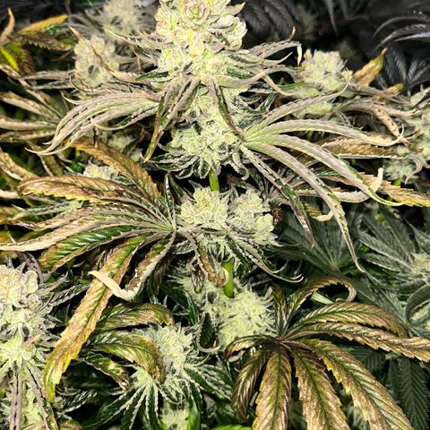Misc x (LA Kush x Zkittles) #26 60.7g growlog timeline photo