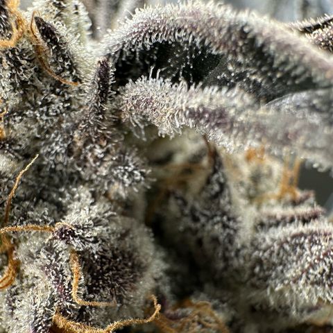 Misc x (LA Kush x Zkittles) #37 42.26g growlog timeline photo