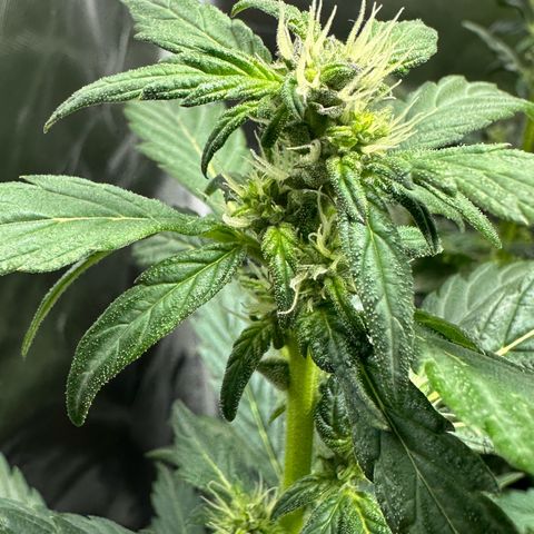 Auto Think Different  #1 growlog timeline photo